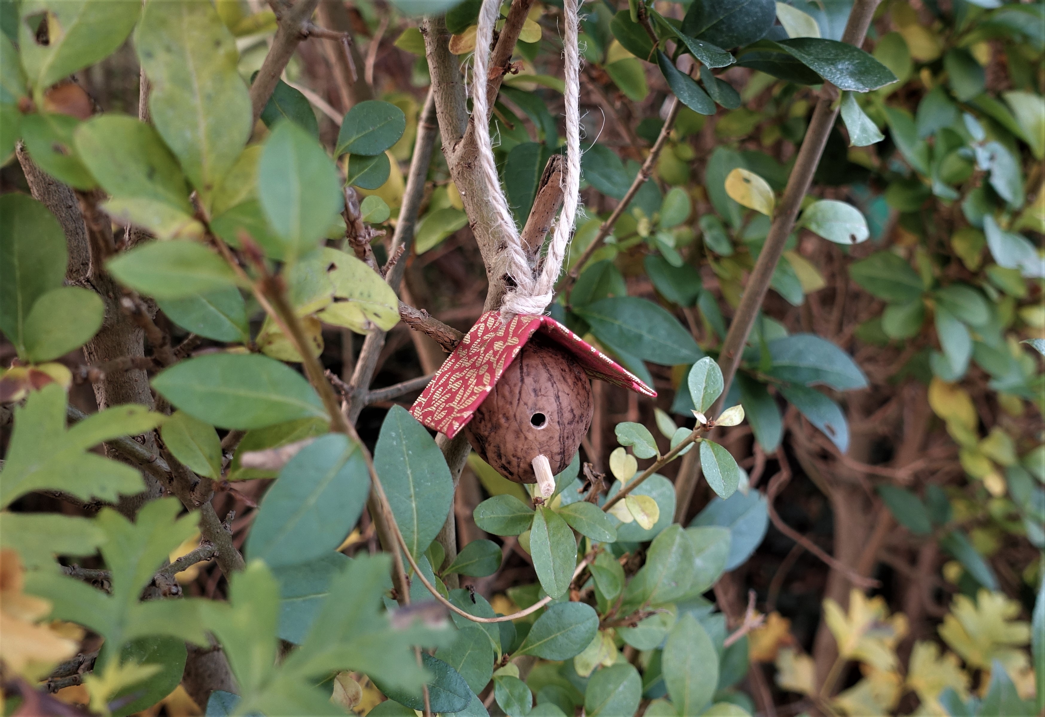 Miniature bird house made out of a walnut hanging in a tree